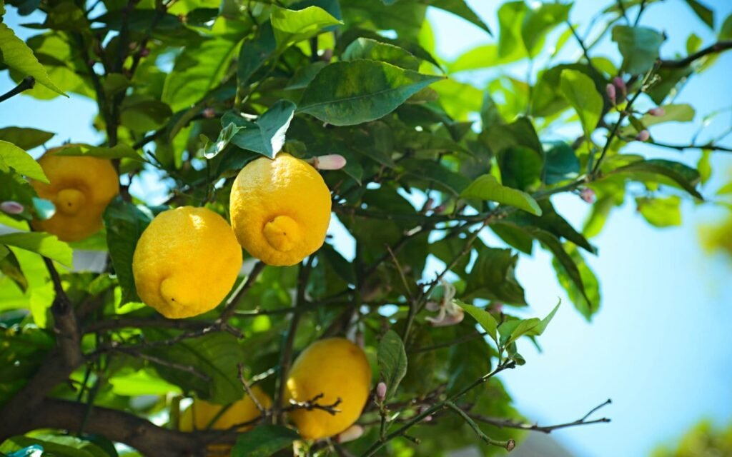 Lisbon Michelin Star Restaurants With Tasting Menus to Explore